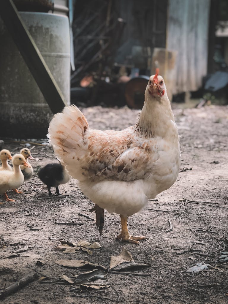 A hen and ducklings roam in a rustic farmyard, capturing a peaceful countryside scene.