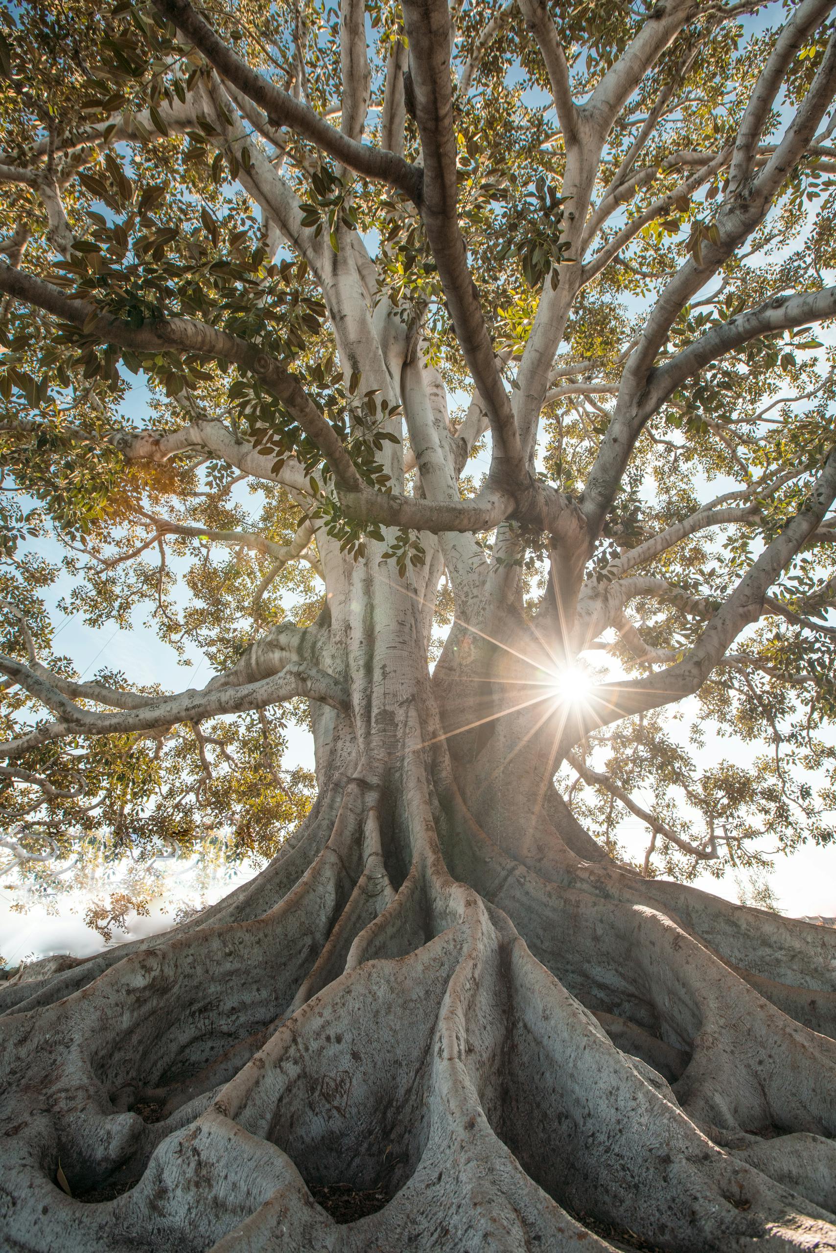 Stunning low angle view of a majestic tree with sunburst filtering through lush branches.