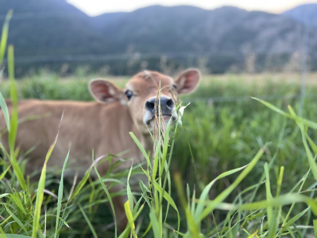 Renewed Roots Initiative